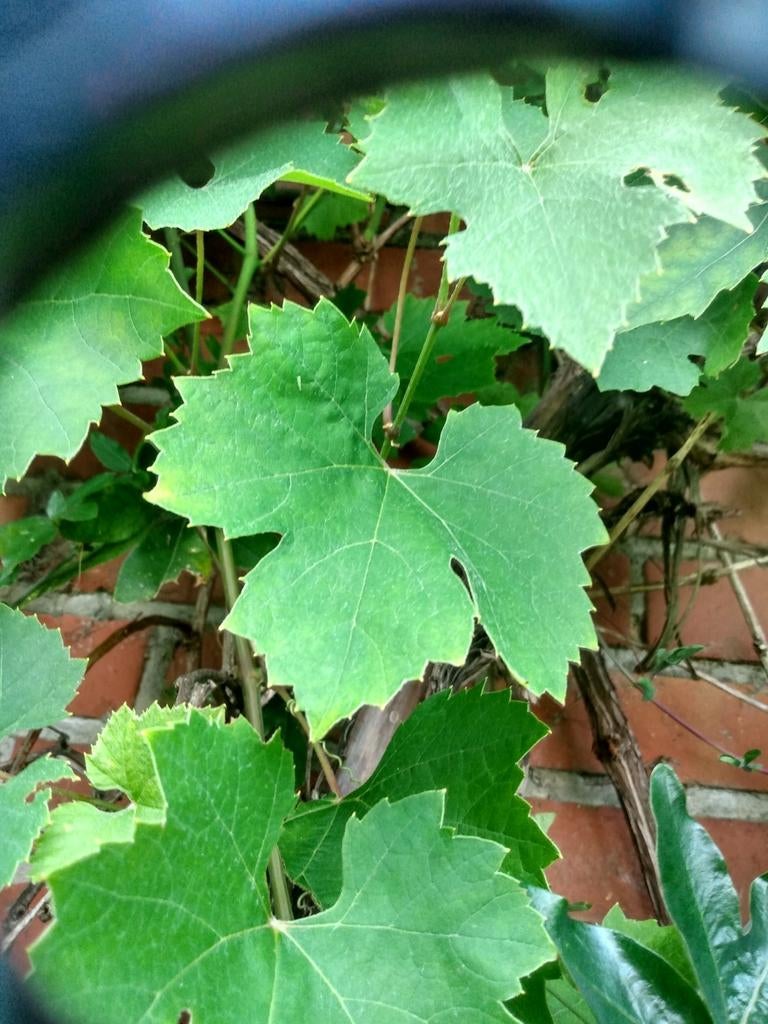 Feuilles de vigne, Jardin & Terrasse, Enlèvement