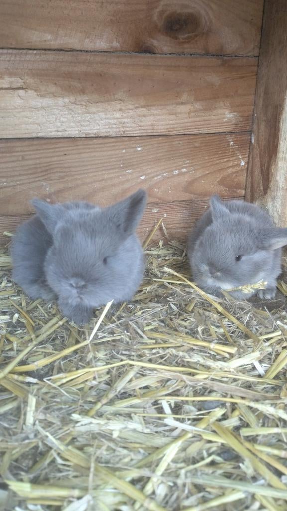 Hangoor dwerg konijntje., Dieren en Toebehoren, Vrouwelijk, Dwerg, Hangoor, 0 tot 2 jaar