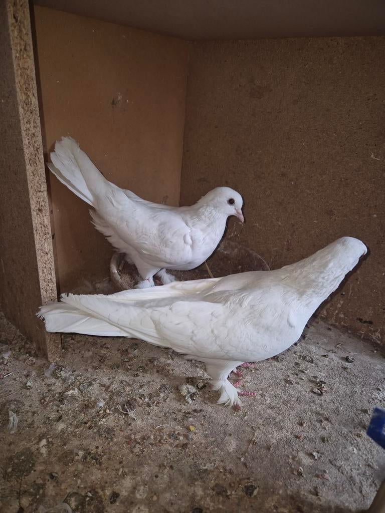2 kopel takla 60€ samen, Dieren en Toebehoren