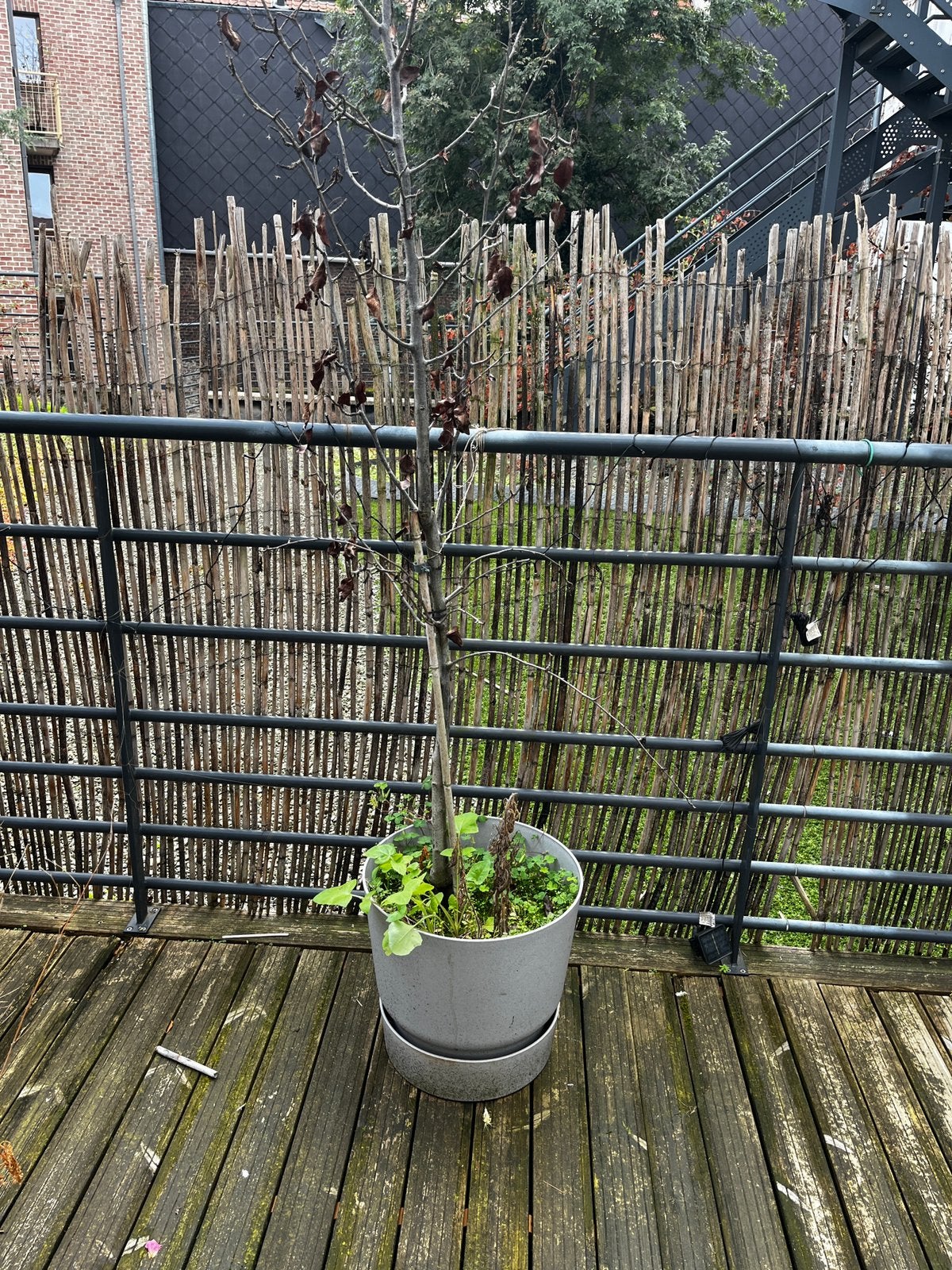 Poirier, Enlèvement, Printemps, Plantes fruitières