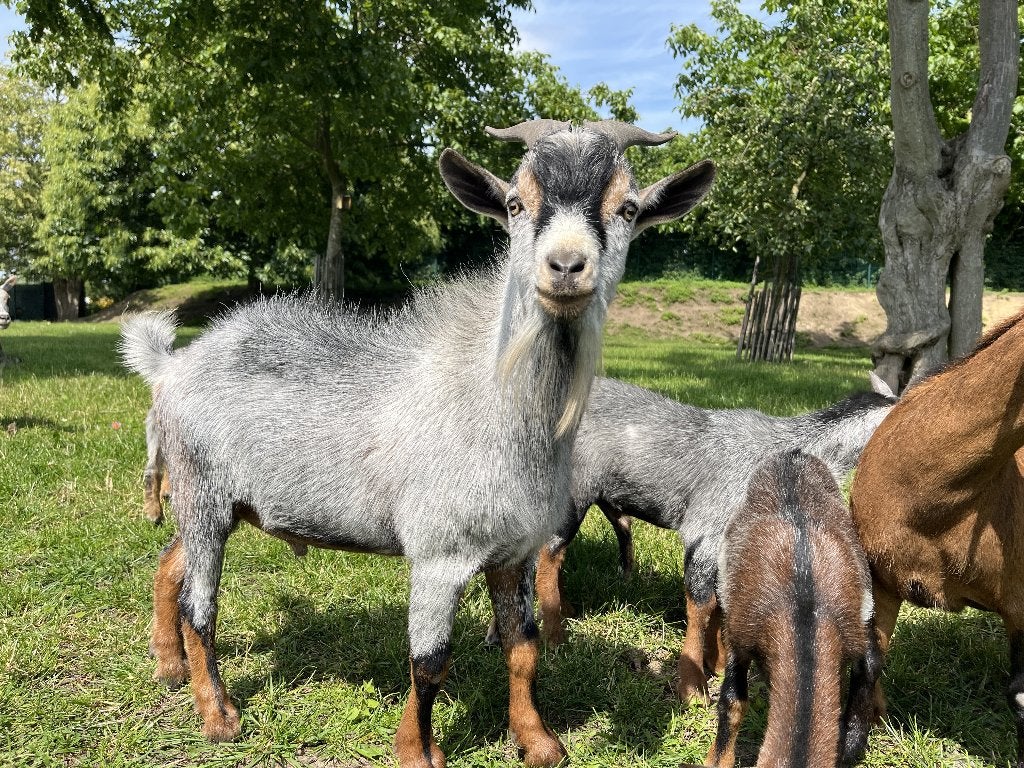 dekbok, Animaux & Accessoires, Moutons, Chèvres & Cochons, Chèvre, Mâle, 0 à 2 ans