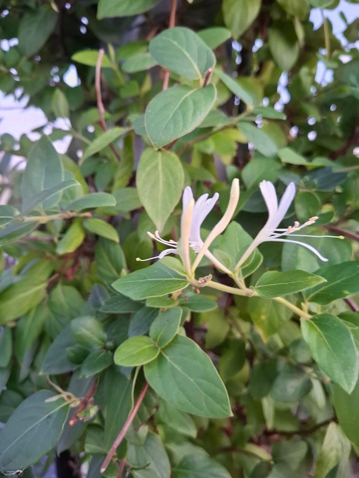 Kamperfoelie gewortelde stekjes, Tuin en Terras, Planten | Fruitbomen, Ophalen