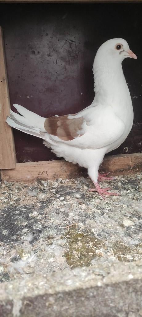 Wit Duivenjong, Dieren en Toebehoren, Vogels | Duiven