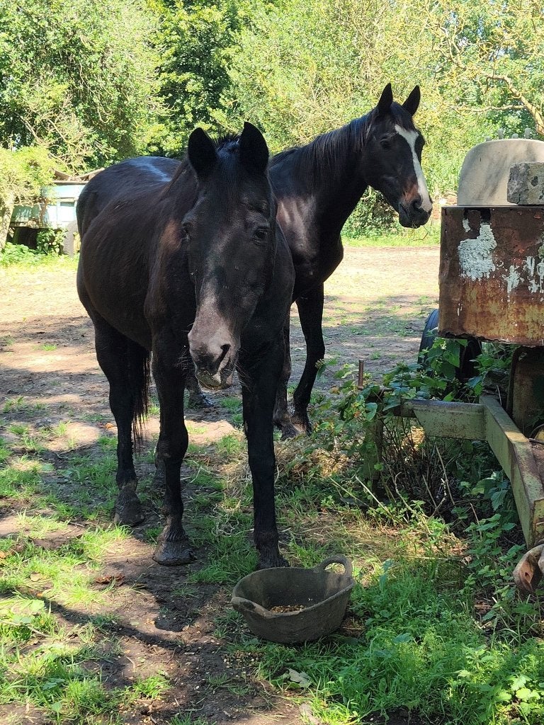 Gratis - twee paarden (20+), Dieren en Toebehoren, Paarden, Meerdere dieren, Niet van toepassing, 11 jaar of ouder