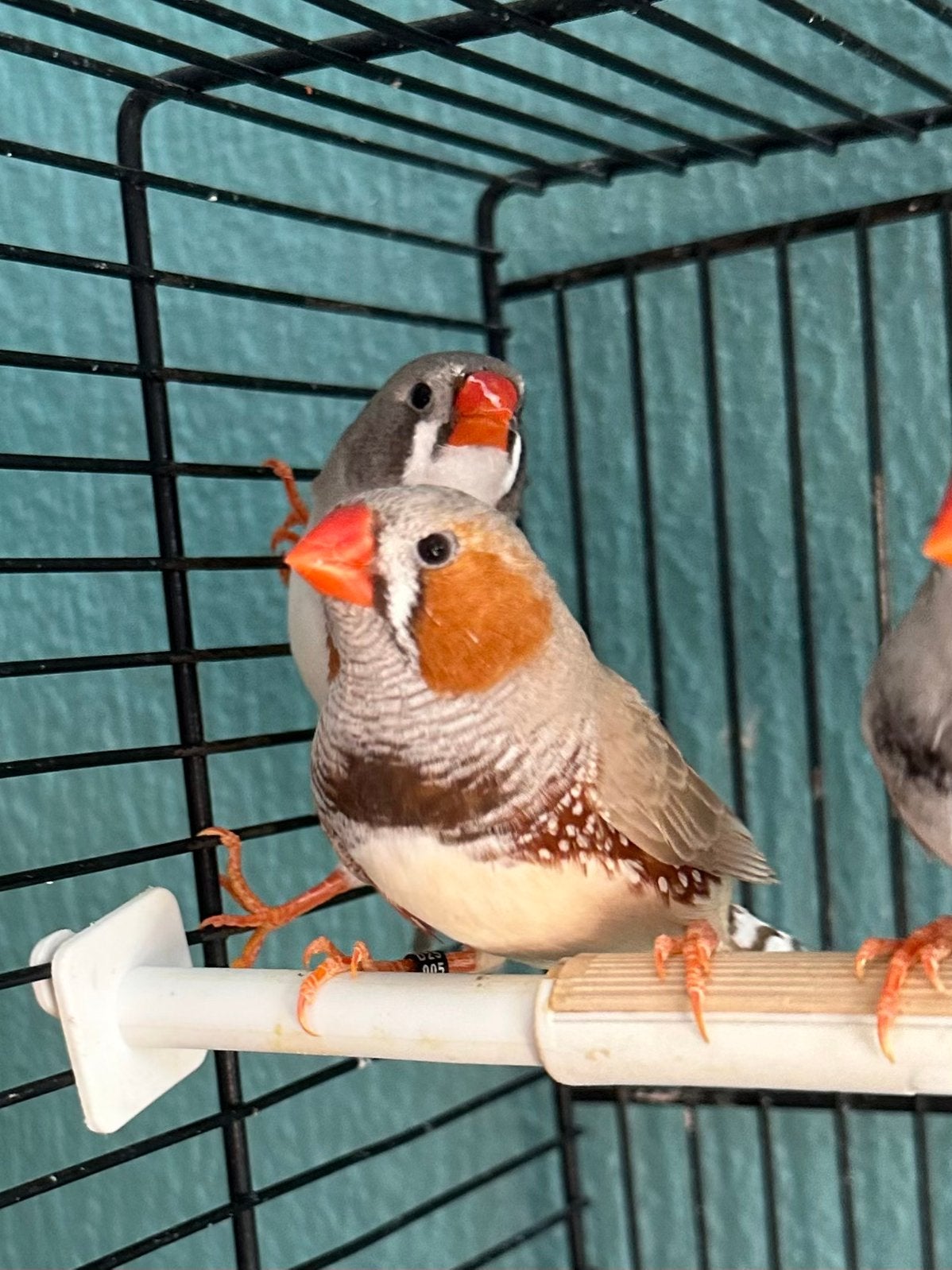 Zebravinken met oranje borsten, Geringd