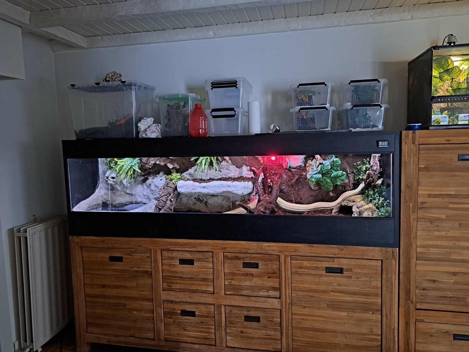 Groot betonplex terrarium, Enlèvement, Éclairage