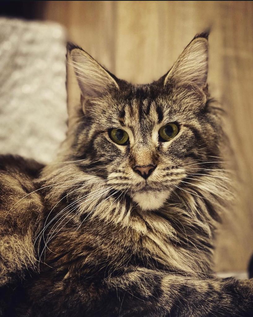Chat MaineCoon, Chatte ou Chat, Avec pedigree, 6 ans ou plus