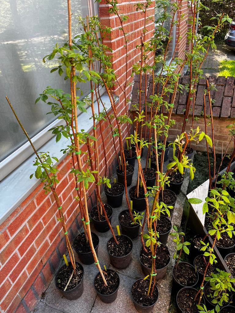 Gele Frambozenplant – Rubus idaeus ‘Fallgold’, Ophalen of Verzenden
