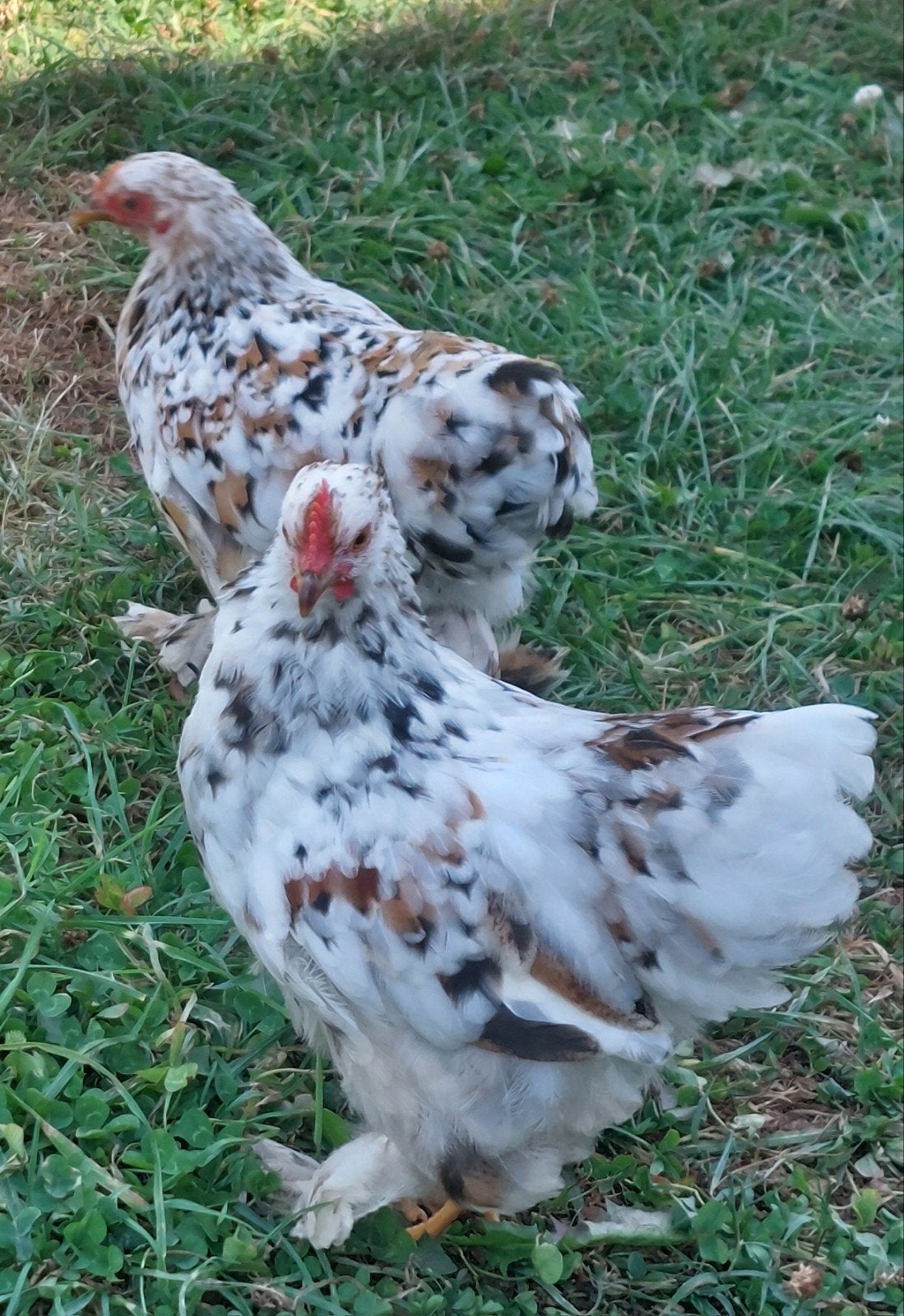 2 jonge koppels Cochin kriel, Dieren en Toebehoren, Pluimvee