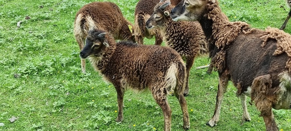 Soay, Ophalen