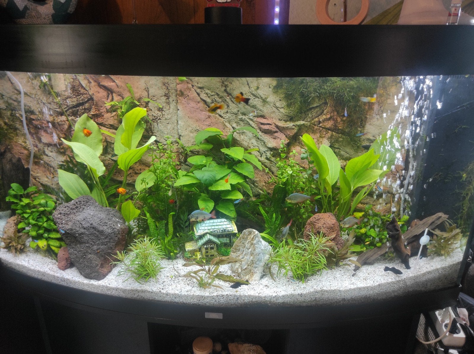 groot visaquarium, Ophalen, Gebruikt, Inclusief vissen, Gevuld zoetwateraquarium