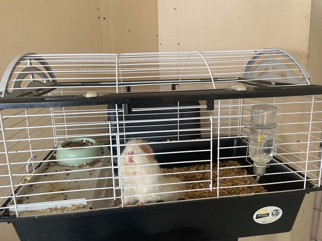 Caviahok met toebehoren, Dieren en Toebehoren, Ophalen, Cavia