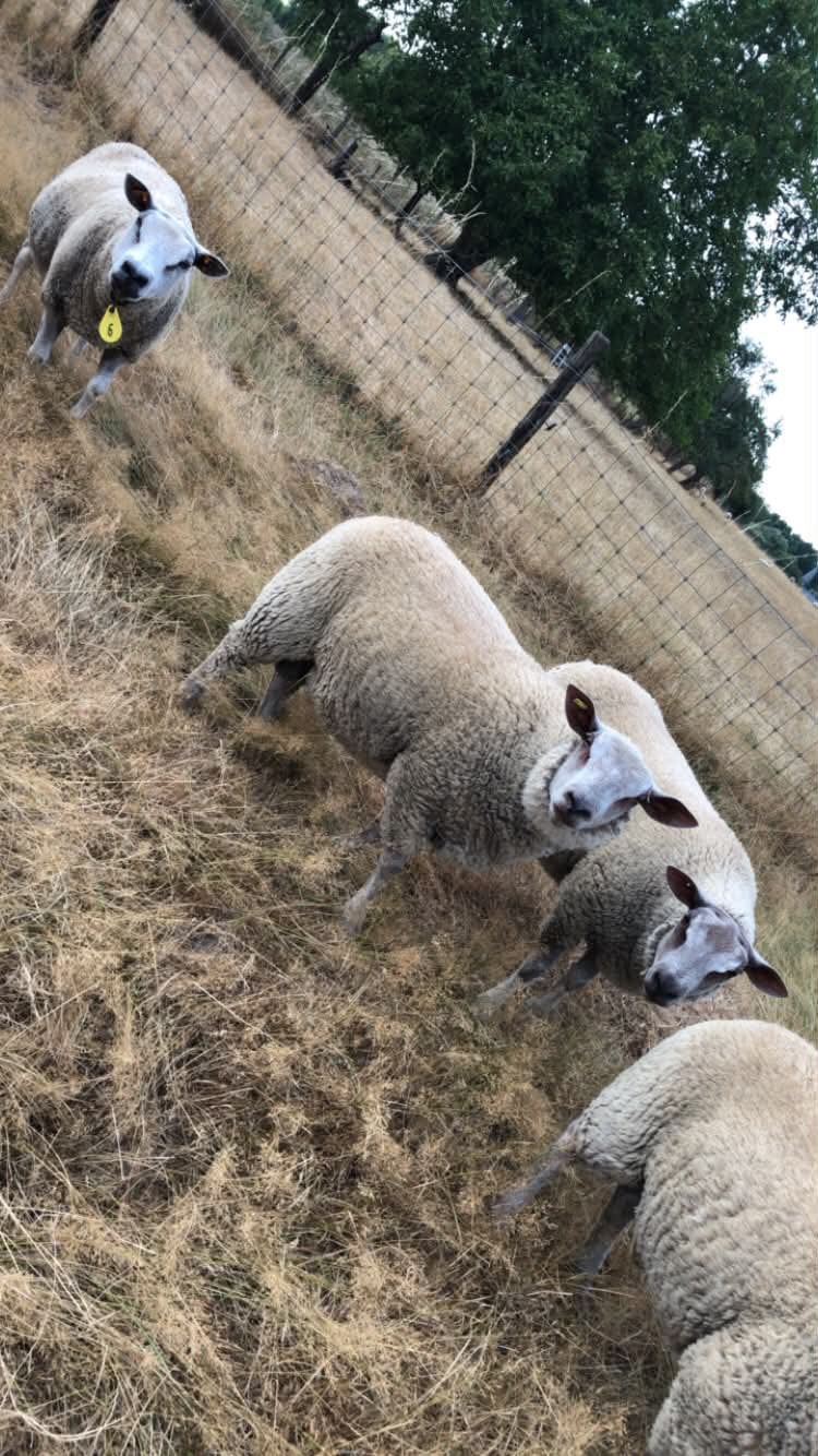 Rammen, Dieren en Toebehoren, Mannelijk, Schaap, 0 tot 2 jaar