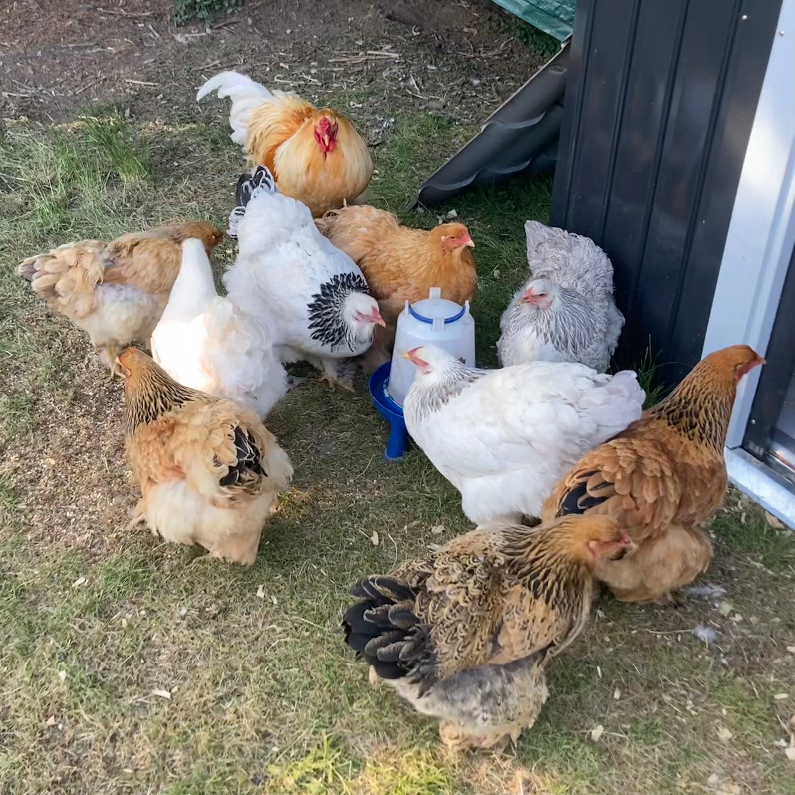 Brahma eendagskuikens verwacht op 5/06/2026, Dieren en Toebehoren, Pluimvee, Kip