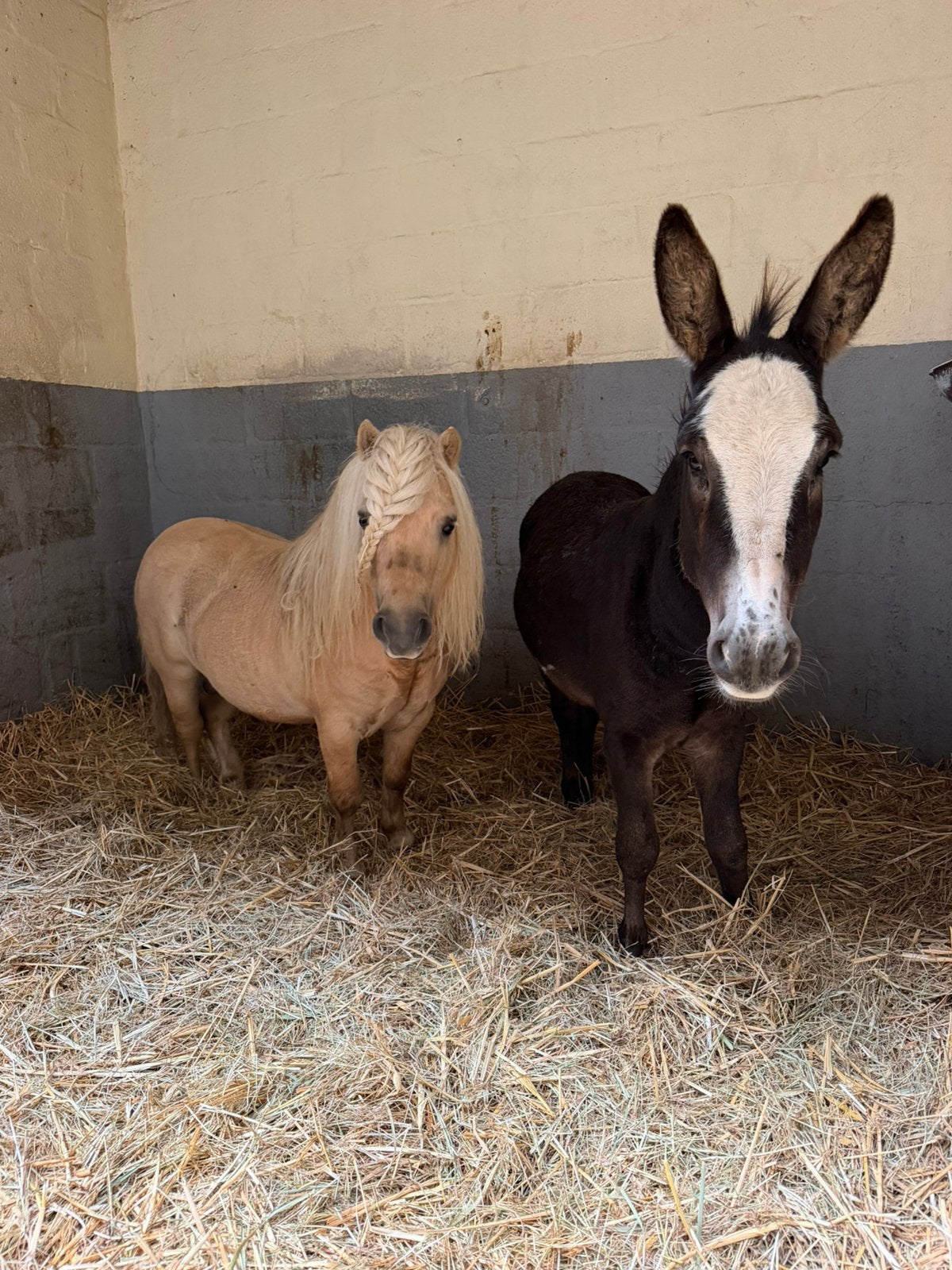 Pony en ezel