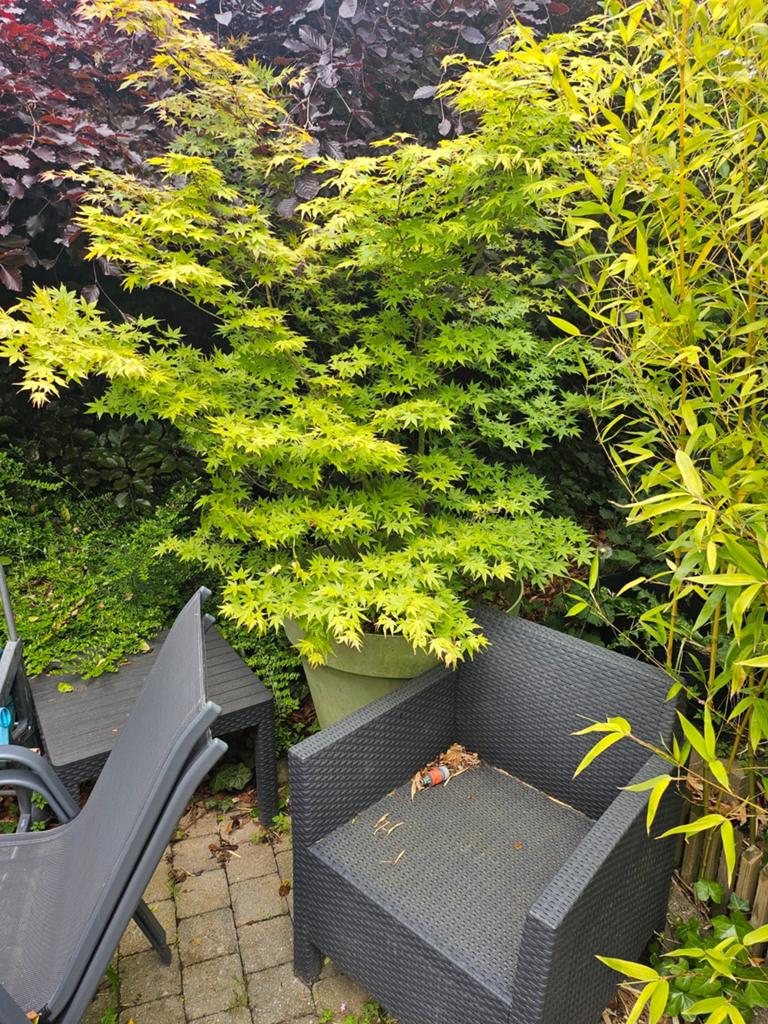 Hêtre vert en pot.