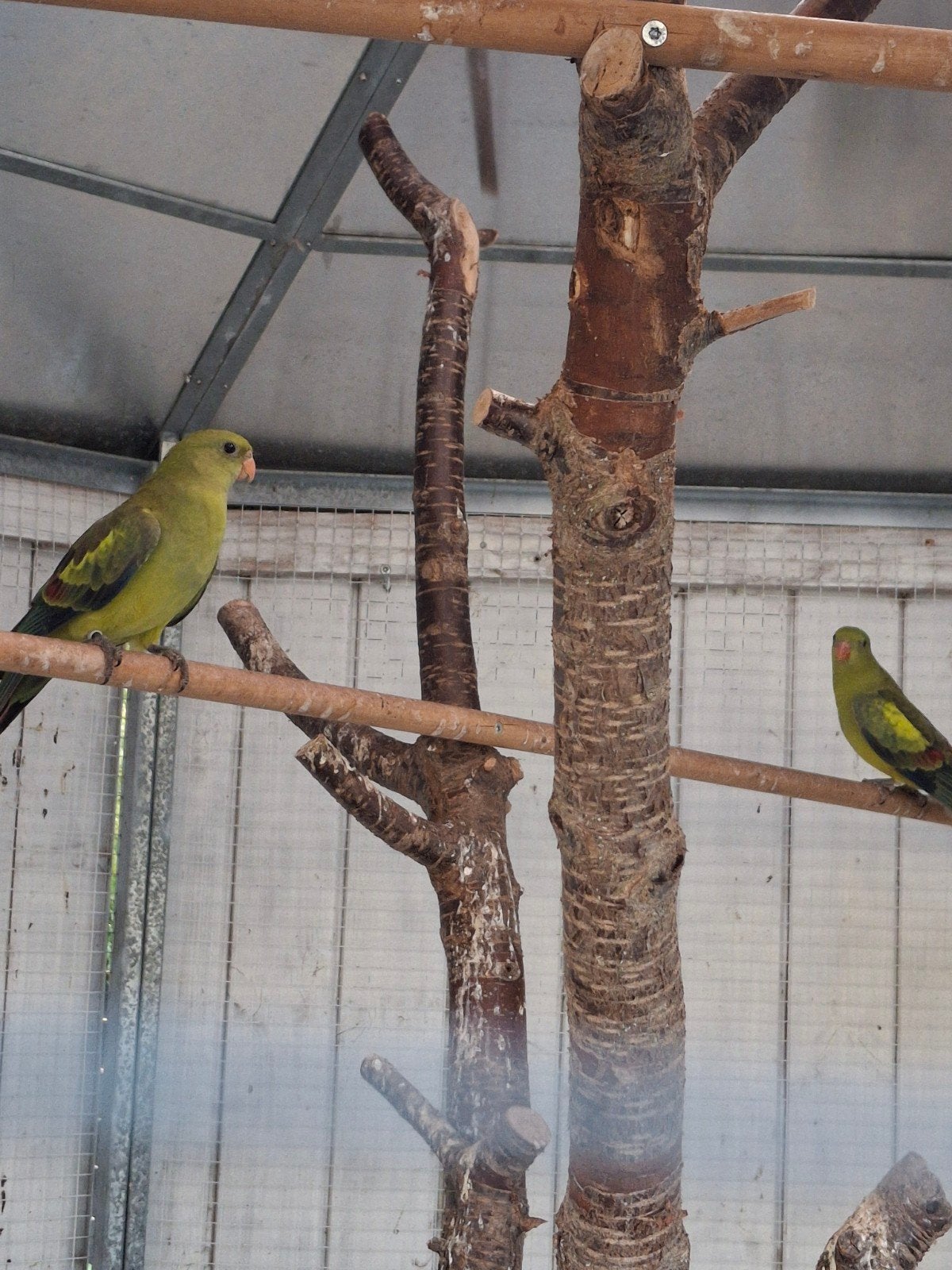 vogels te koop wegens stopzetting, Animaux & Accessoires, Oiseaux | Perruches & Perroquets