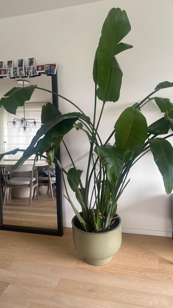 Strelitizia, Huis en Inrichting, Kamerplanten, Ophalen