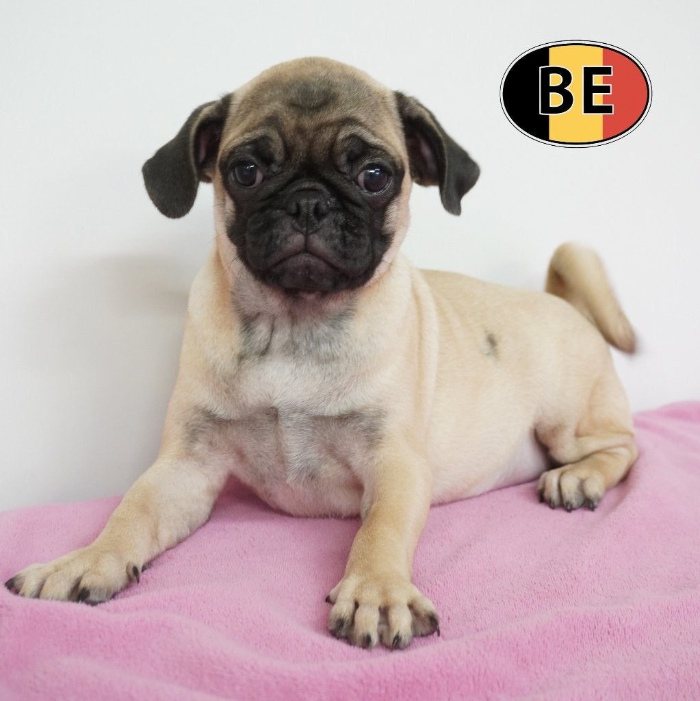 Carlin (femelles) chiots belges, 15 semaines à 1 an, Commerçant, Maladie de Carré (chiens), Belgique