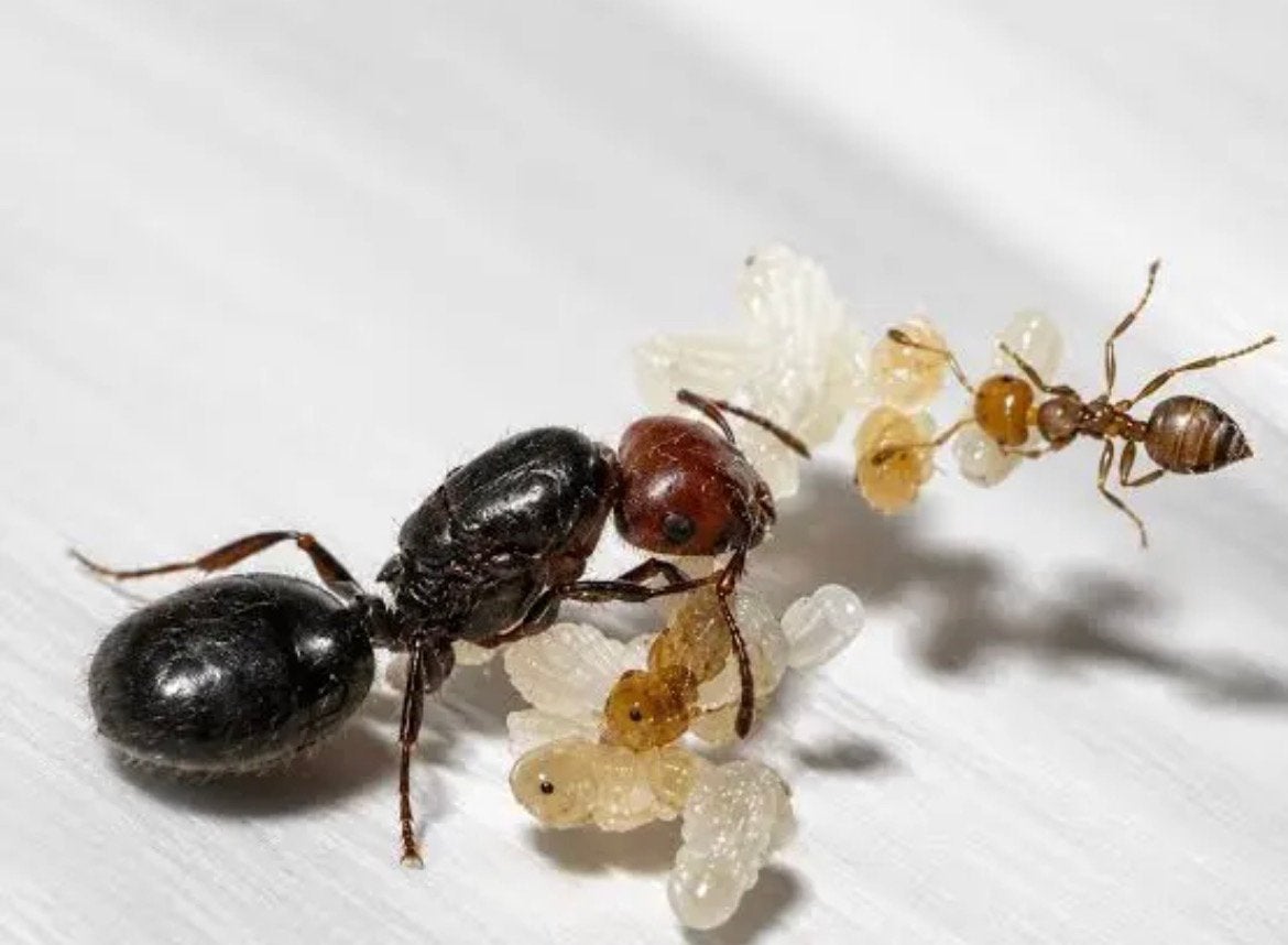 Crematogaster scutellaris 1q 3-10 werksters / mieren kolonie, Dieren en Toebehoren, Mieren