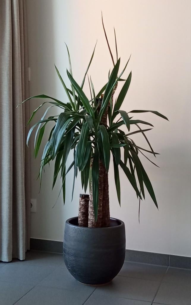 Yucca (Palm), Ophalen