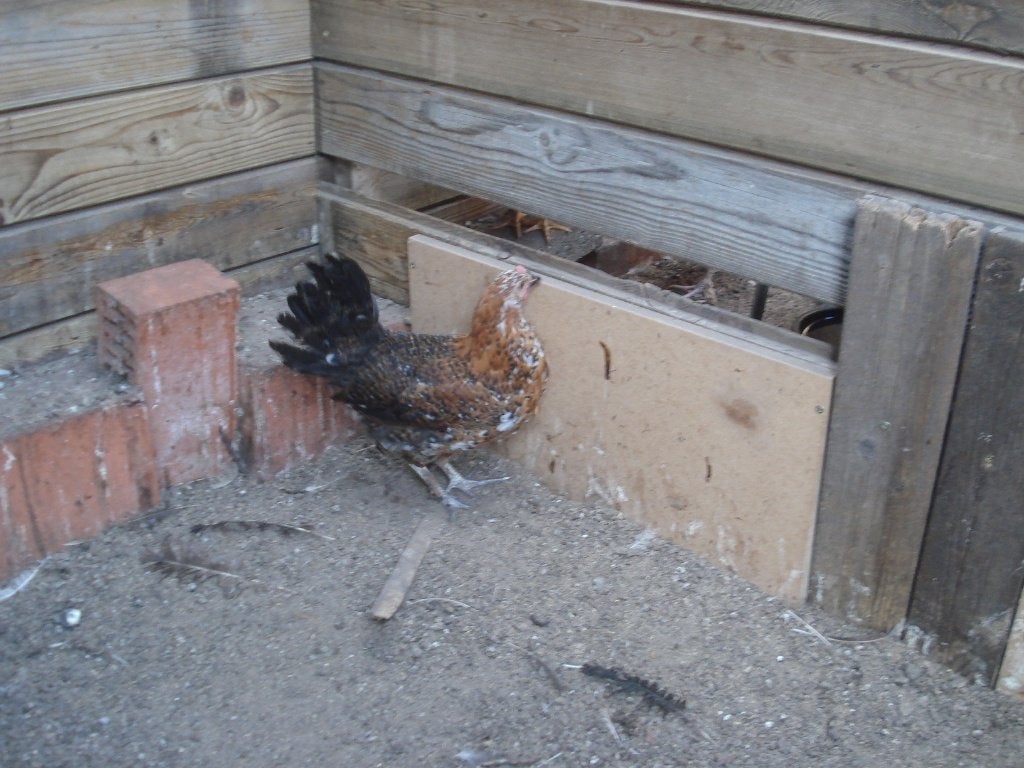 hen (kruising), Dieren en Toebehoren, Vrouwelijk, Kip
