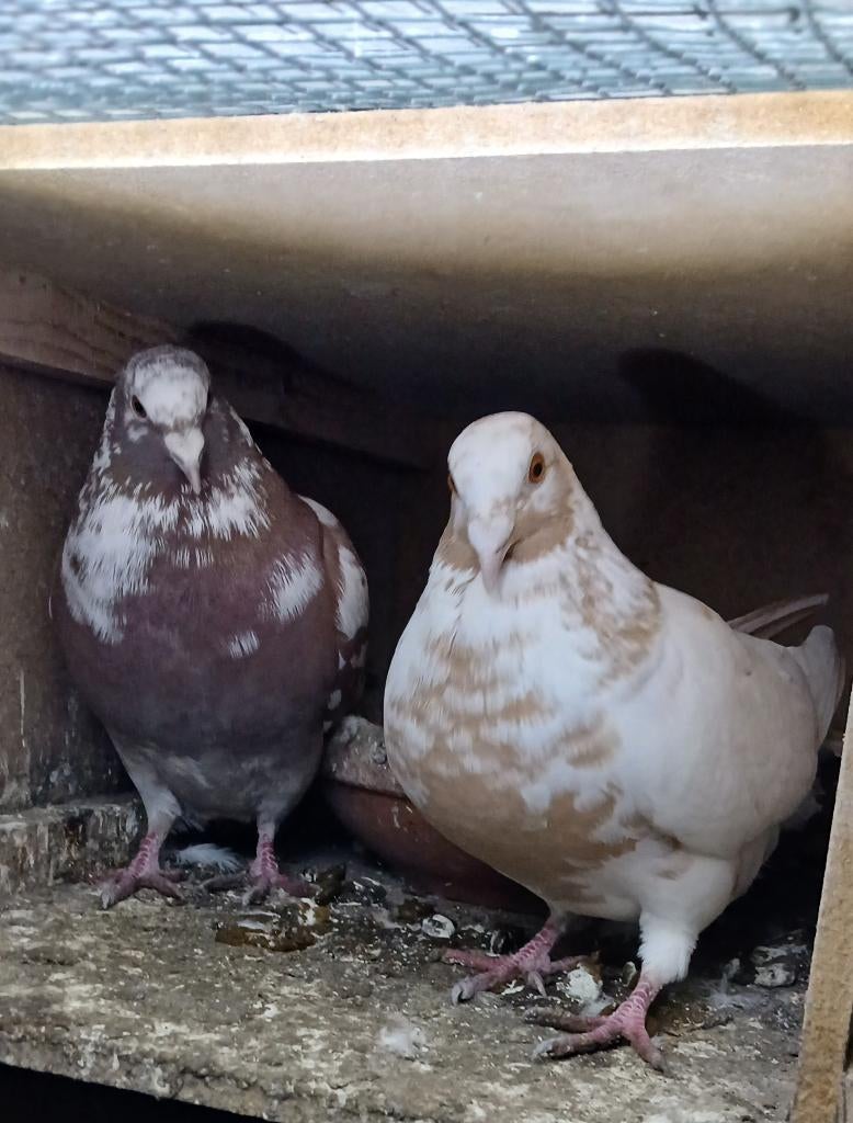 duiven koppel, Dieren en Toebehoren, Vogels | Duiven