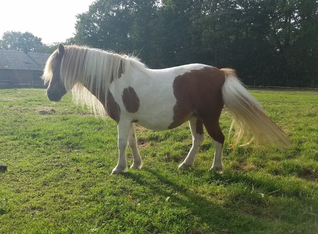 Mooie shetland pony's, Dieren en Toebehoren, Met stamboom, 0 tot 2 jaar, A pony (tot 1.17m), Onbeleerd