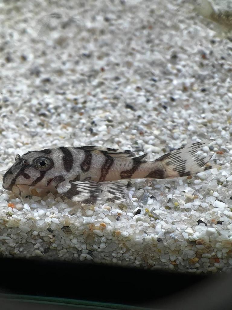 Hypancistrus L236 Super White pleco (3-3,5 cm), Dieren en Toebehoren, Vissen | Aquariumvissen, Zoetwatervis, Vis
