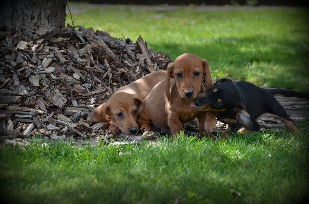 Chiots teckel à poil court, 15 semaines à 1 an, Poils courts, Maladie de Carré (chiens), Éleveur | Professionnel
