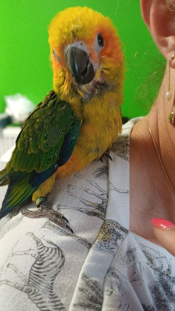 Supertamme vogels, Dieren en Toebehoren