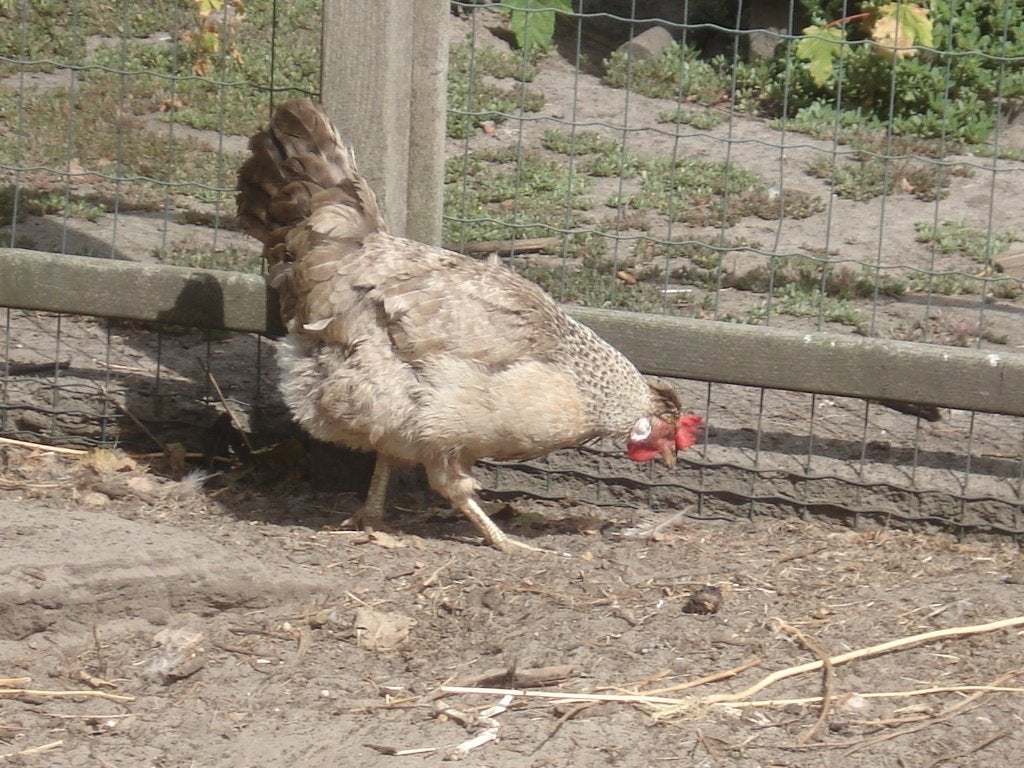 cream legbar hen, Vrouwelijk, Kip