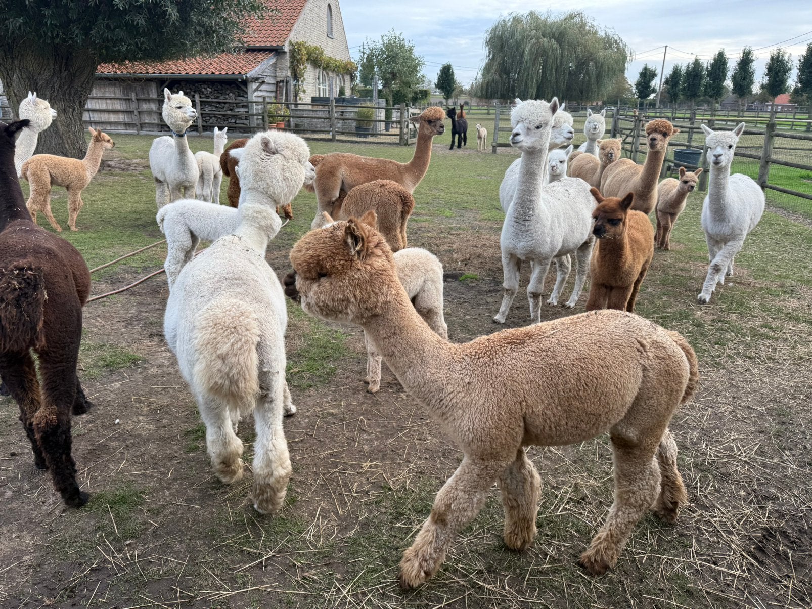 alpacas, Dieren en Toebehoren, Mei, Meerdere dieren
