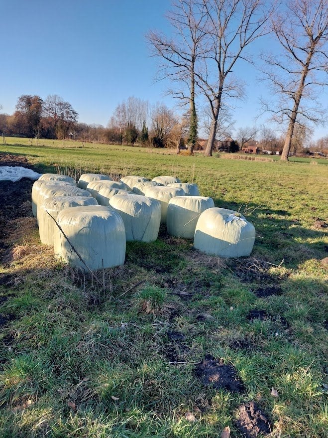 kuilvoerder in midibalen, Dieren en Toebehoren, Ophalen, Vee