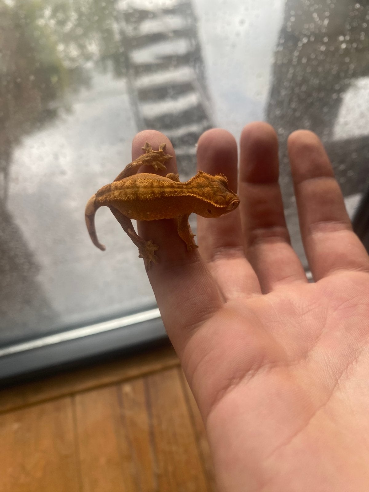 1x prachtige oranje wimpergekko nakweek 2025, Dieren en Toebehoren, Reptielen en Amfibieën, Hagedis, Tam, 0 tot 2 jaar