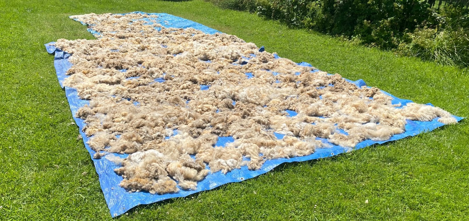 Laine de moutons a donner., Ophalen, Gebruikt