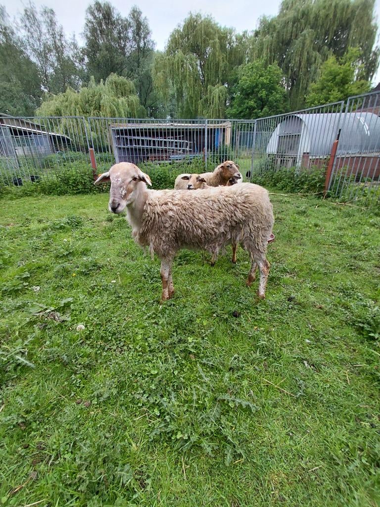 Grote ram, Dieren en Toebehoren, Schapen, Geiten en Varkens