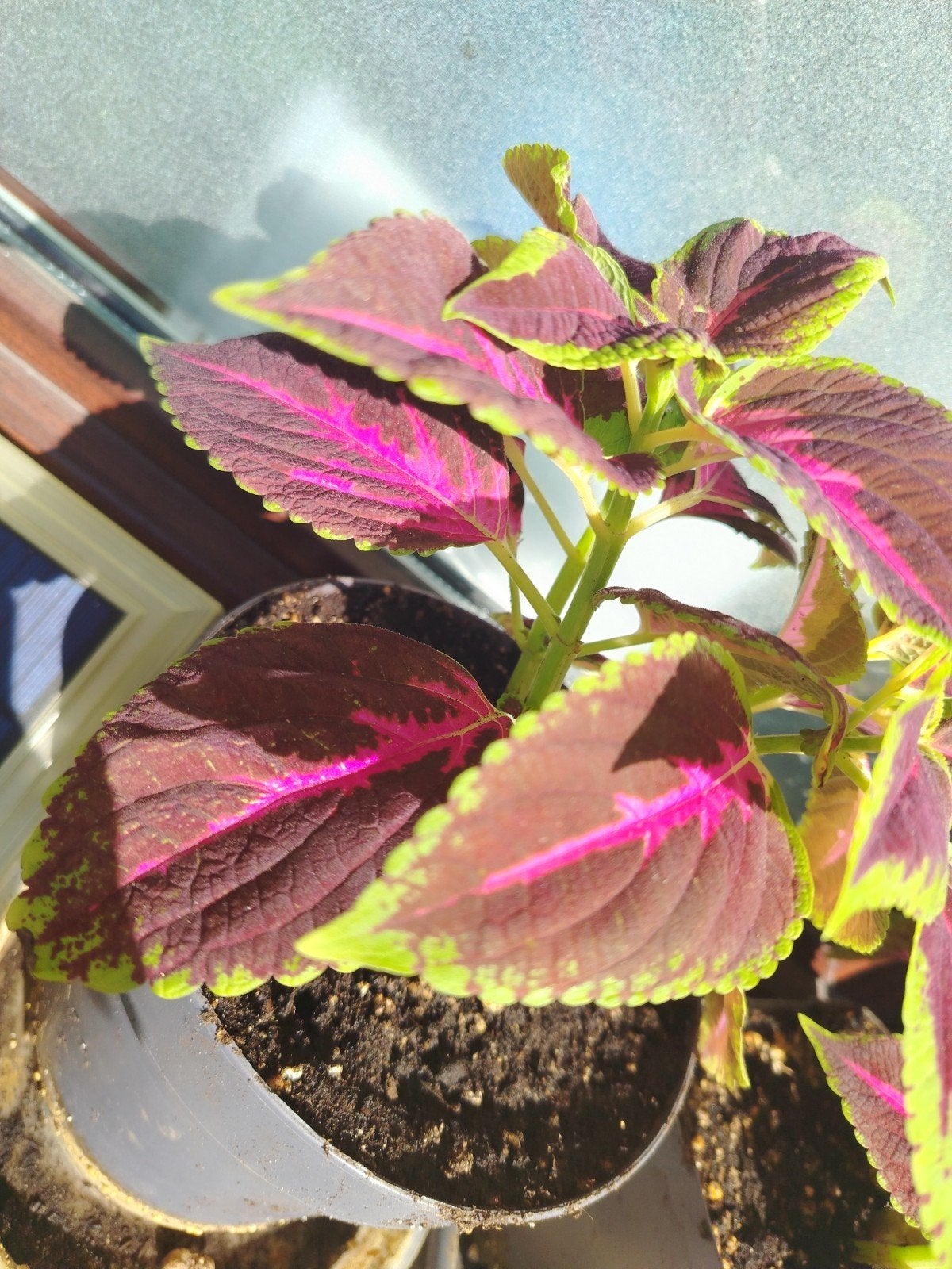 Plantes - boutures _ jeunes Coleus en pot., Enlèvement ou Envoi, Mi-ombre