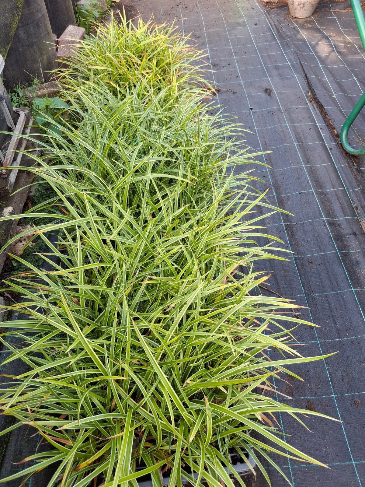 carex morrowii variegata, Tuin en Terras, Ophalen