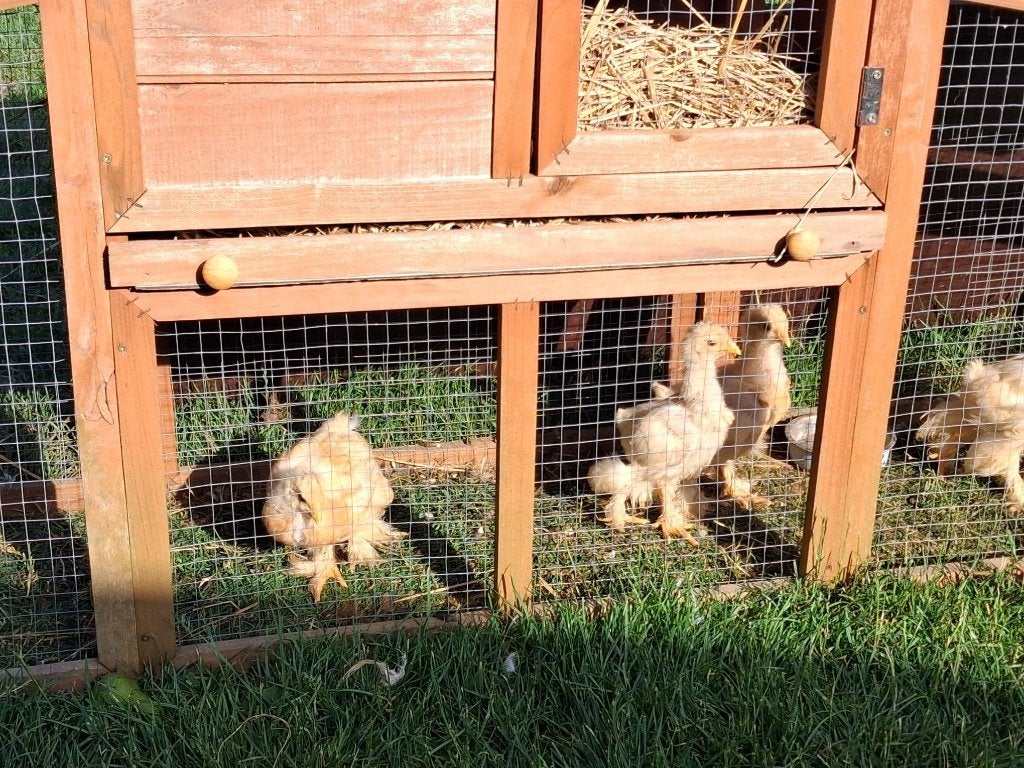 Pile au citron Young Brahma, Plusieurs animaux, Poule ou poulet