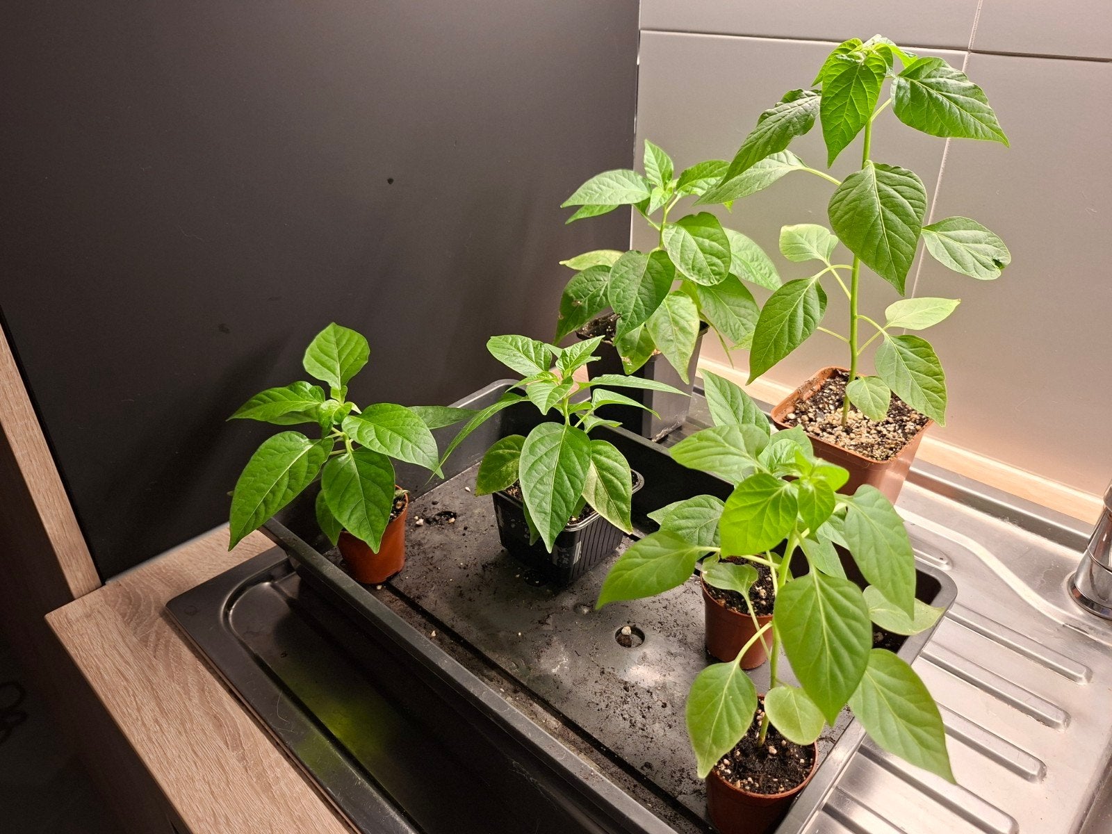 Peperplantjes, Ophalen