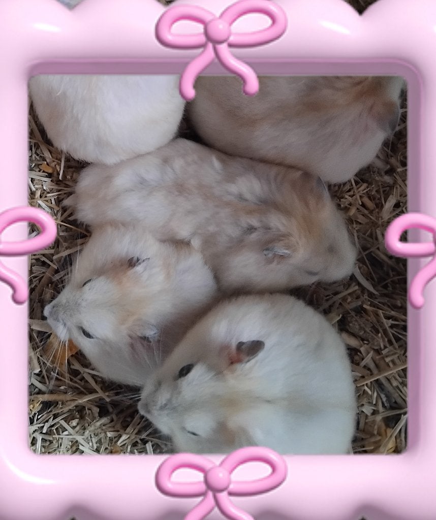 Handtamme russische dwerghamsters, Animaux & Accessoires, Rongeurs, Plusieurs animaux, Hamster, Avril, Domestique