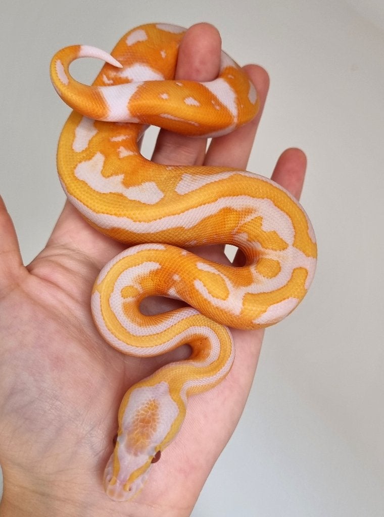 1.0 black head dreamsicle koningspython Ball Python photo 2
