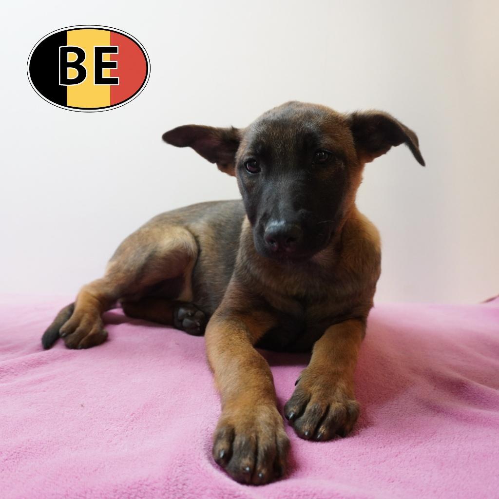 Mechelaar pups – kracht, alertheid en evenwicht, Dieren en Toebehoren, Honden | Herdershonden en Veedrijvers, Teef, Herder, Handelaar