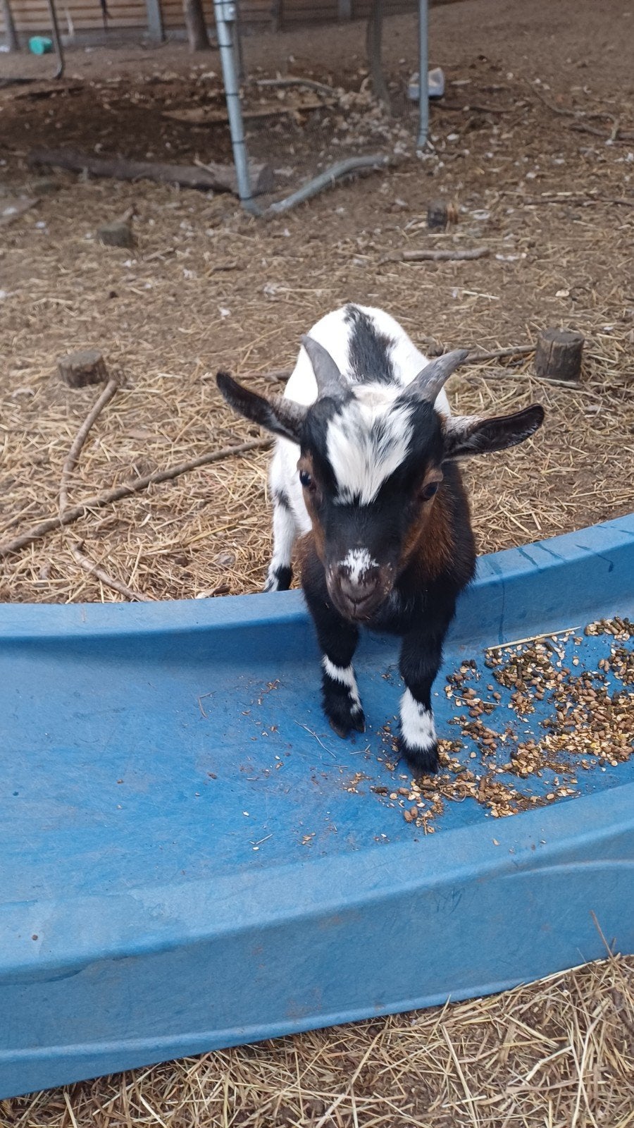 jonge bokjes, Dieren en Toebehoren, Mannelijk, Geit, 0 tot 2 jaar