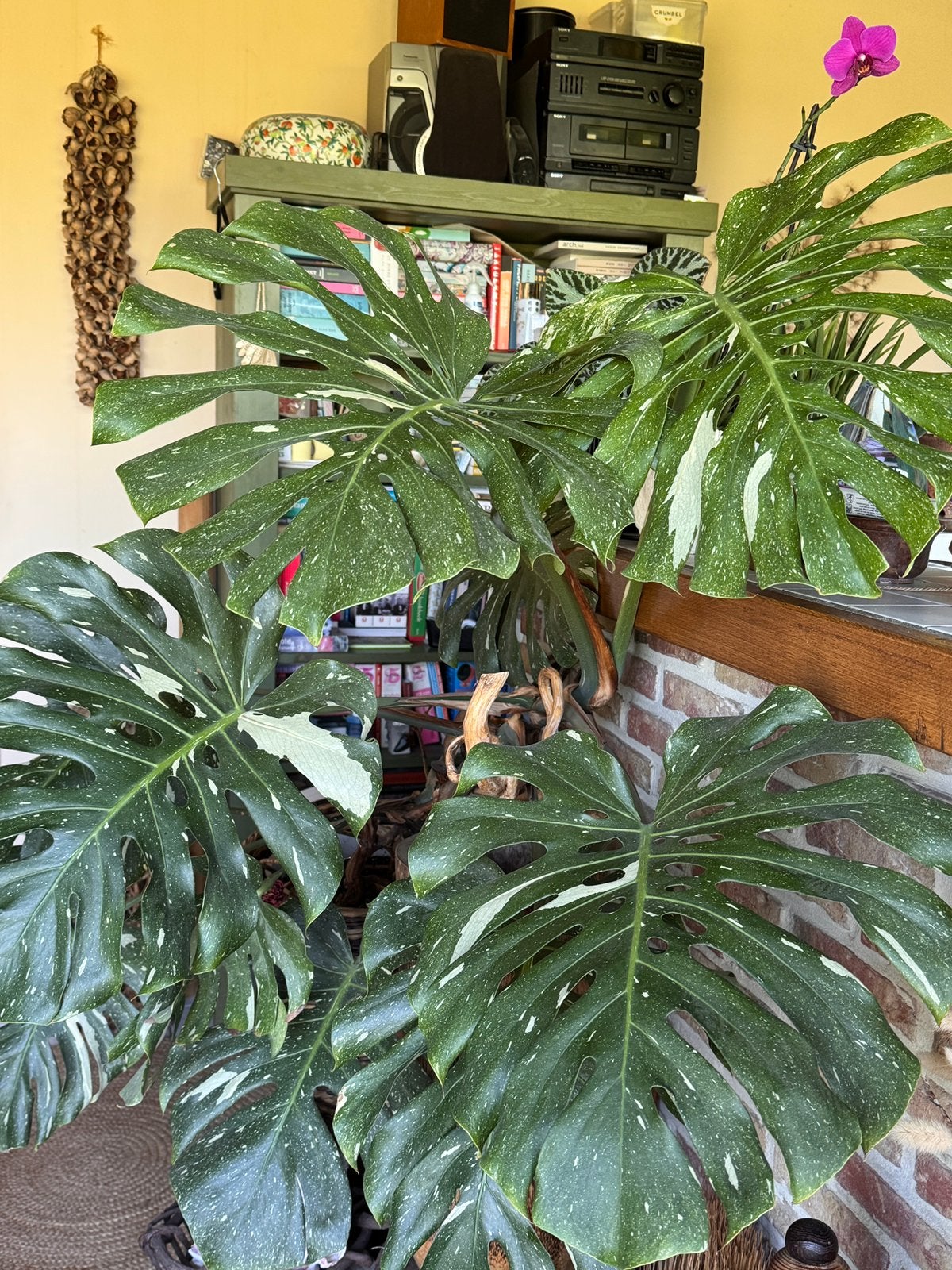 Grote Monstera Thai Variegata, Autres espèces, 150 à 200 cm, Enlèvement, Plante verte