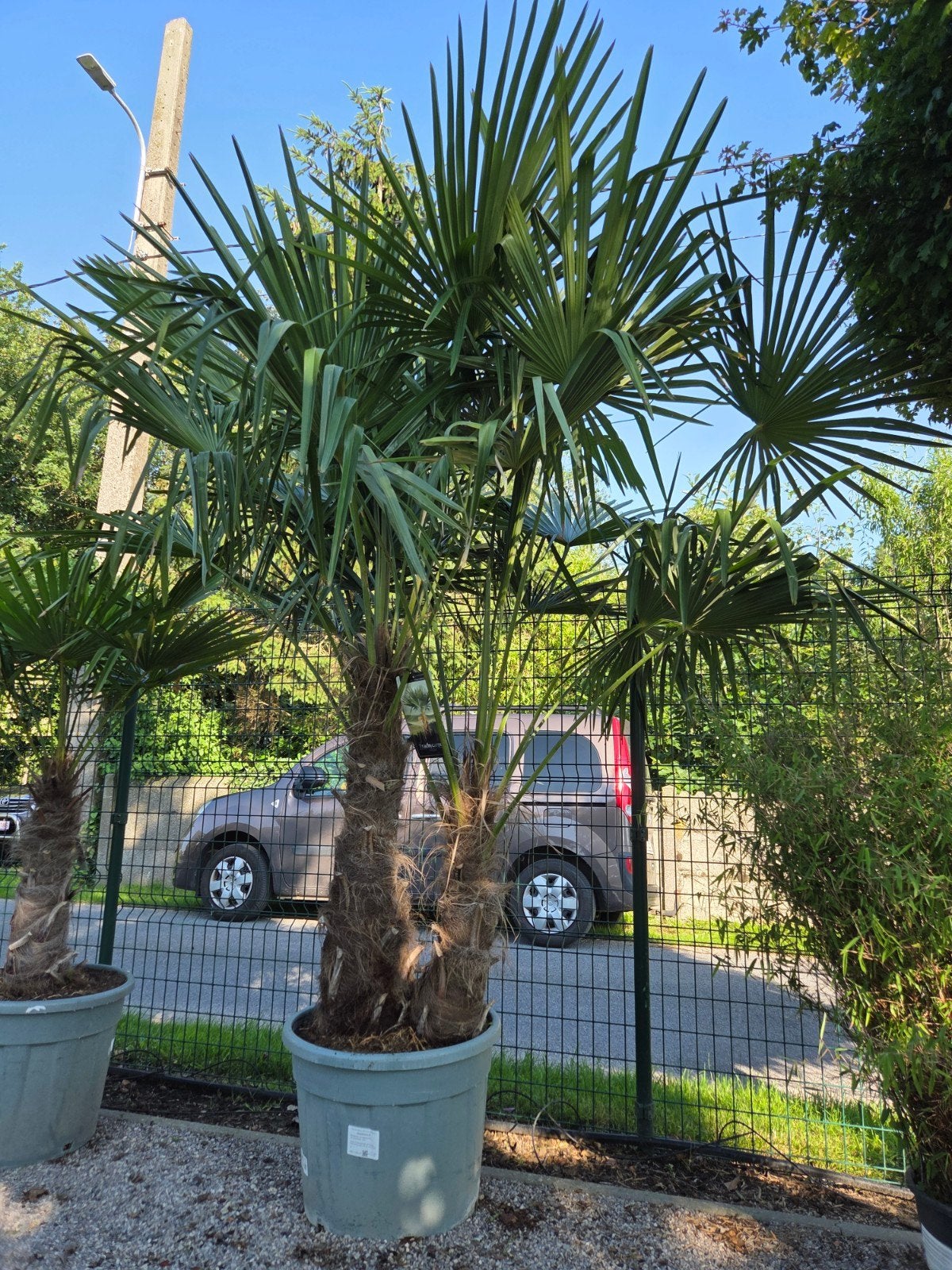 Palmboom Trachycarpus Fortunei 2 stam, Tuin en Terras, Ophalen, Halfschaduw, Palmboom