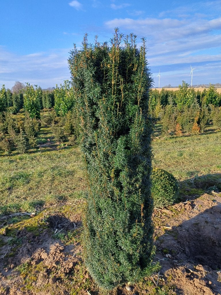 Taxus fast (riemst), Tuin en Terras, Planten | Bomen, Ophalen