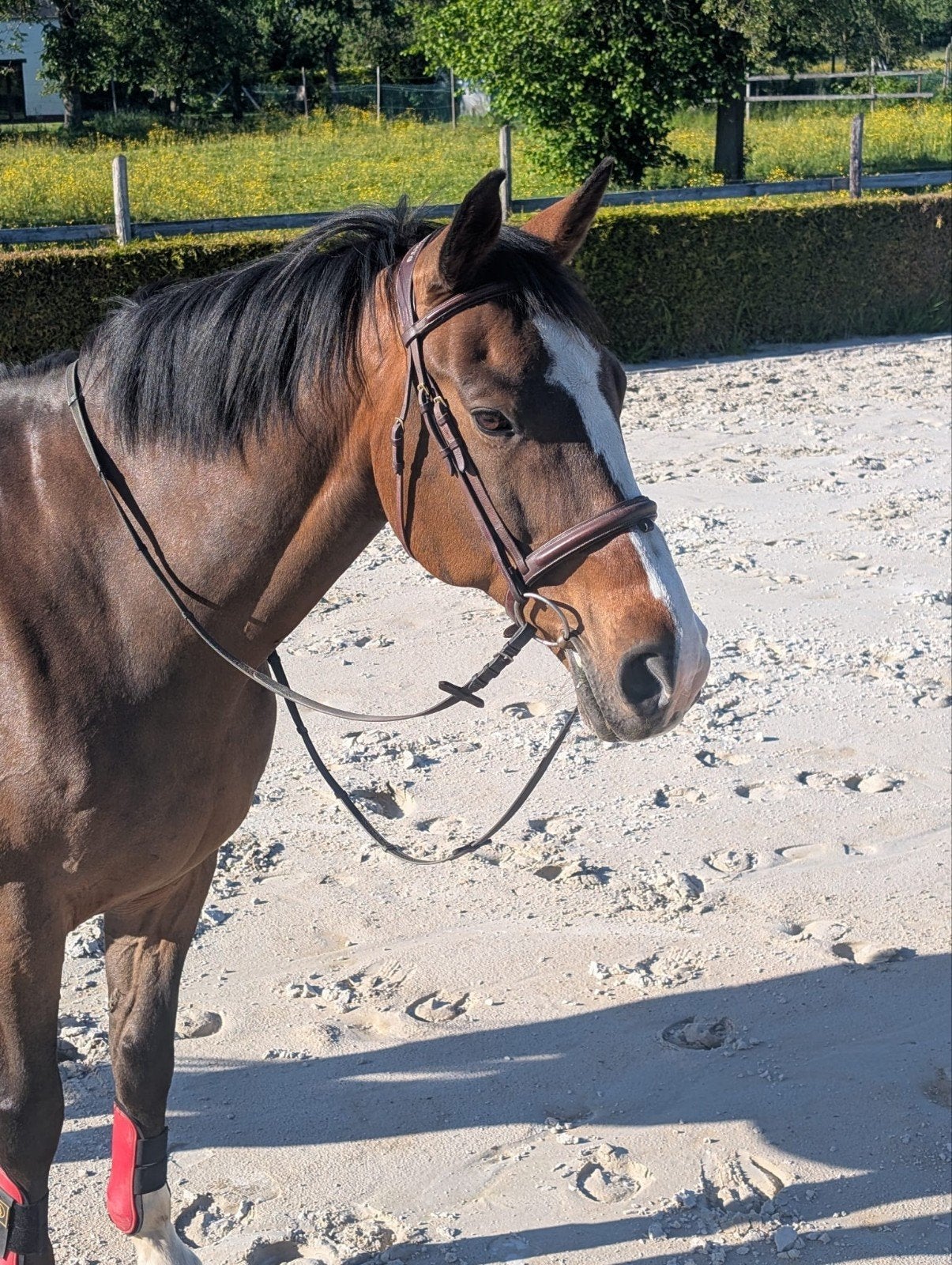 Weide wandel recreatie paard, Dieren en Toebehoren, Paarden