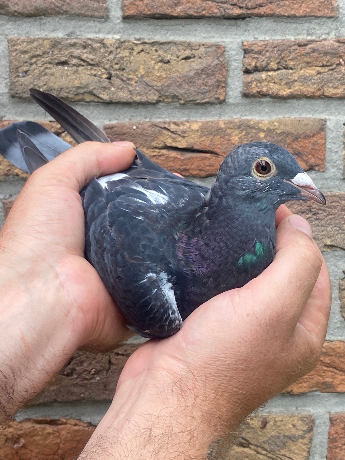 Duivin 2026 Jef Van Wanroy/ Jan Aarden, Dieren en Toebehoren, Vogels | Duiven, Vrouwelijk, Postduif
